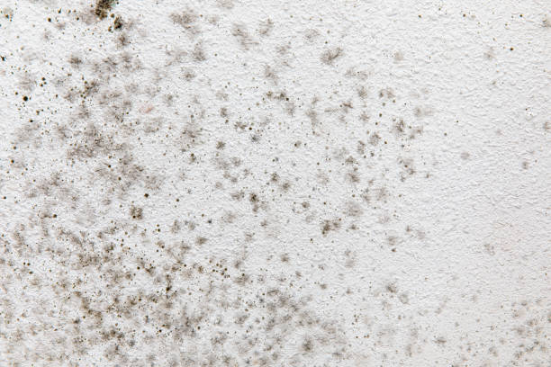 Best Mold Odor Removal Services  in Hartington, NE